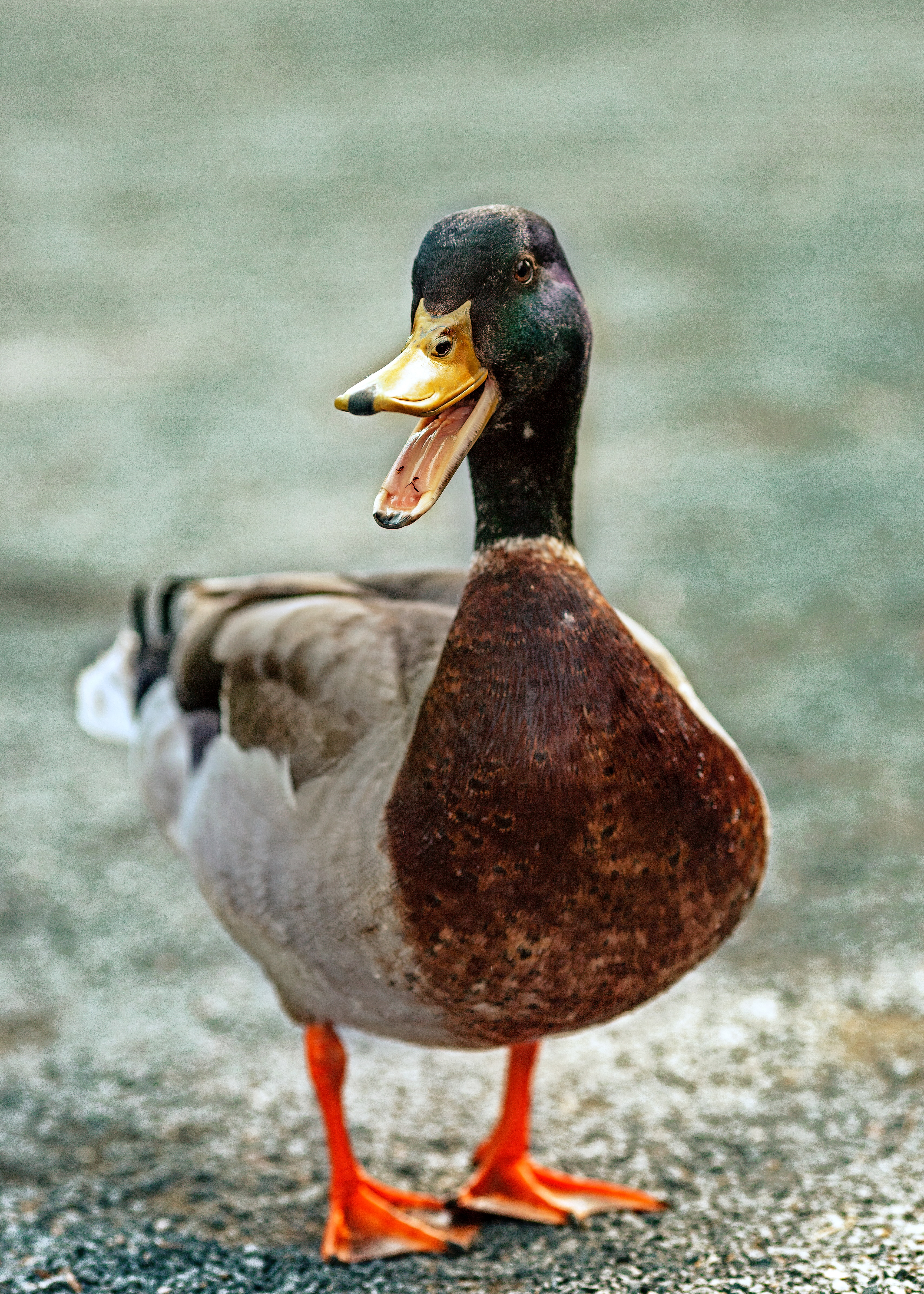 duck in shock